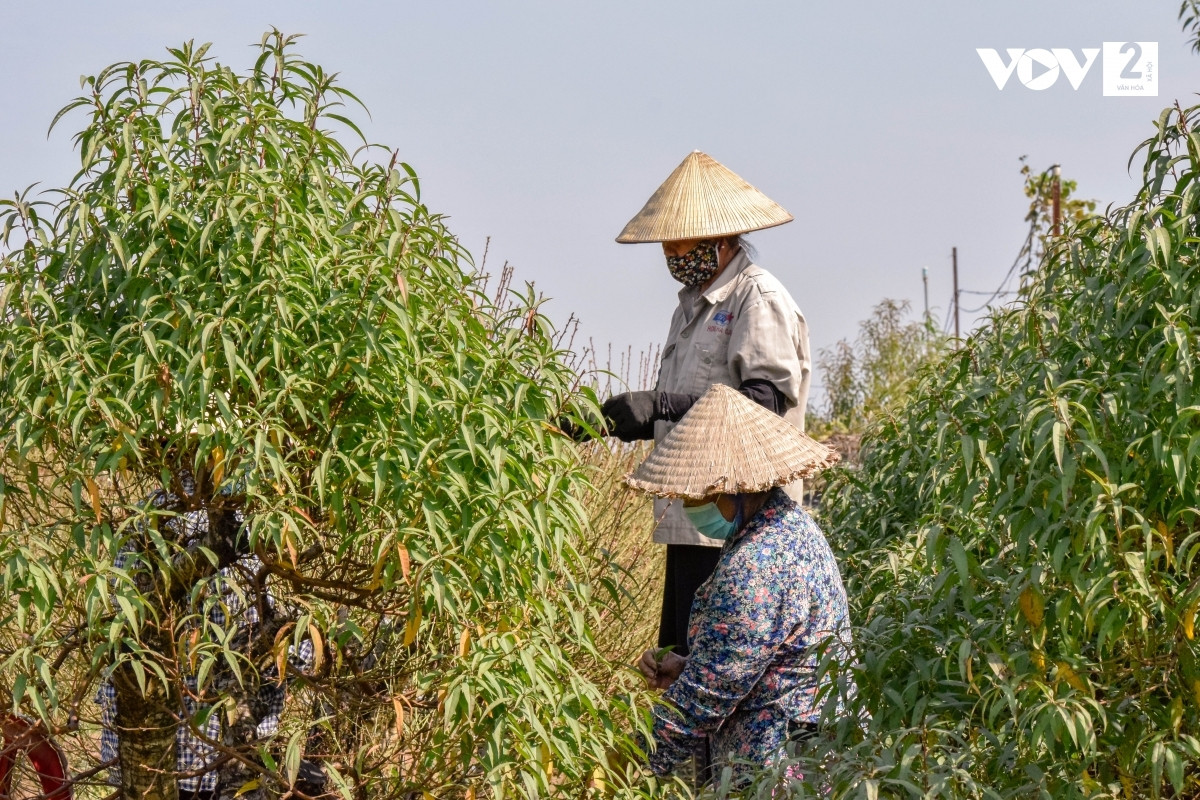 Tùy vào cây lớn hay cây nhỏ mà thời gian tuốt lá dài hay ngắn. Với những gốc đào cao, người ta phải trèo thang để tuốt lá.