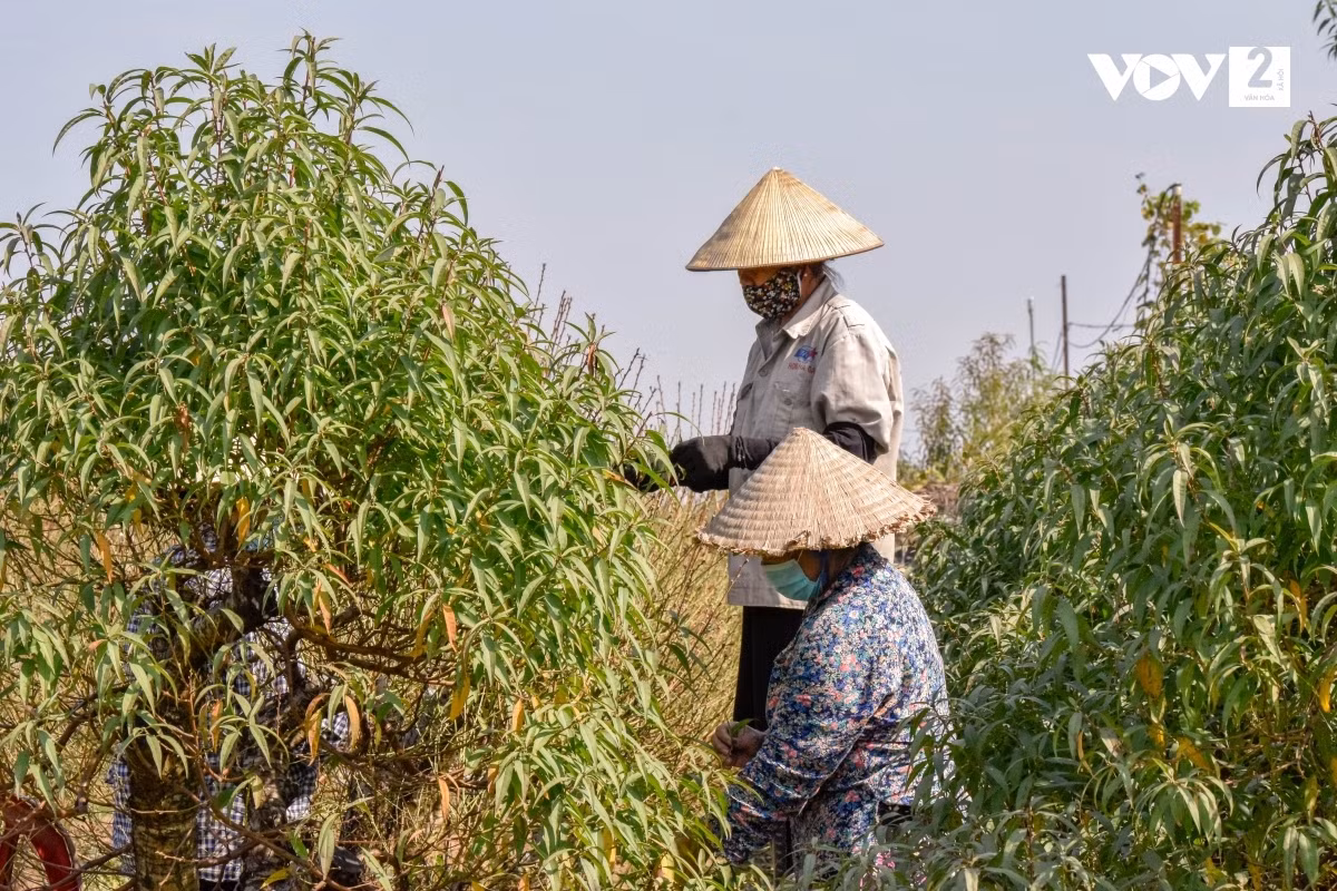 Tùy vào cây lớn hay cây nhỏ mà thời gian tuốt lá dài hay ngắn. Với những gốc đào cao, người ta phải trèo thang để tuốt lá.