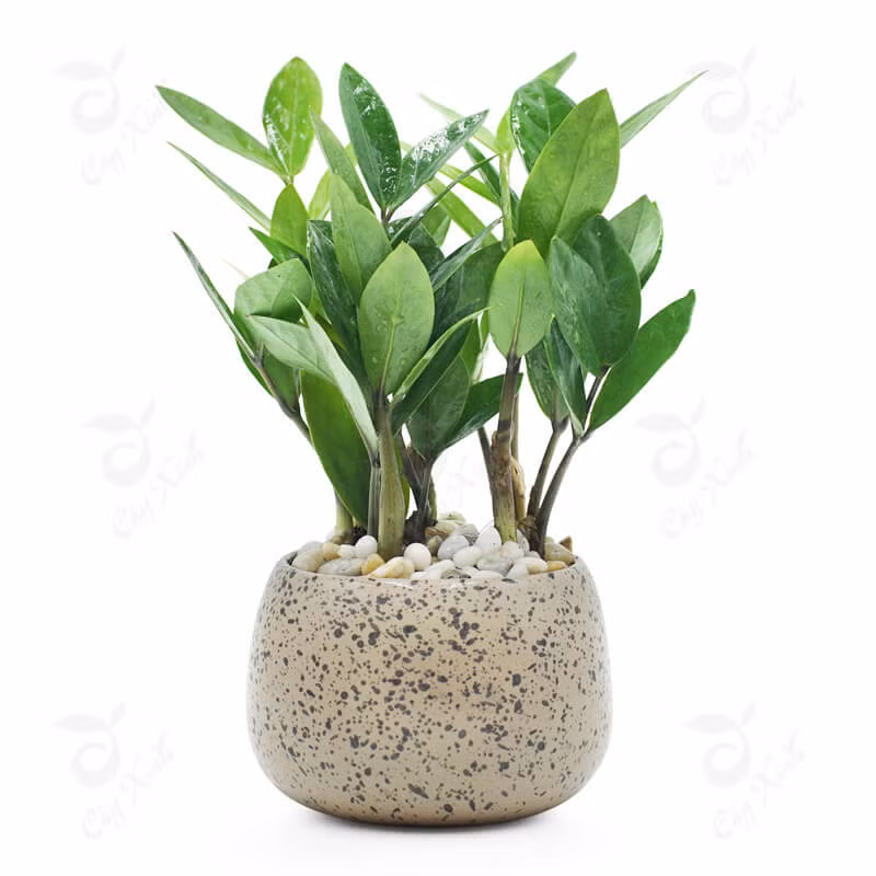 Ngay tet kiem cay nay de trong nha tai loc doi dao, tien vang am am keo den