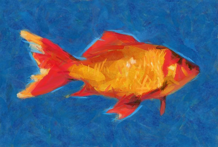 Theo lý giải của một số nhà nghiên cứu văn hóa, đây là một nét văn hóa ảnh hưởng từ Trung Hoa. Theo đó cá vàng chữ Hán Việt là kim ngư. Kim ngư phát âm theo tiếng Hoa gần giống với cách đọc hai chữ kim ngọc.