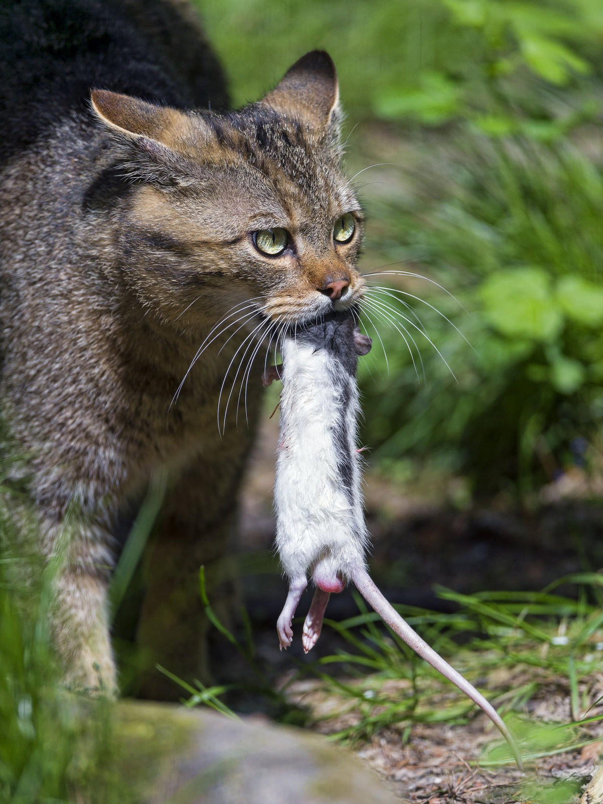 Trong giấc mơ của mèo chỉ có những con chuột. (Ả Rập) Mời quý độc giả xem video: Đi tìm Tết Việt. Nguồn: VTC14.