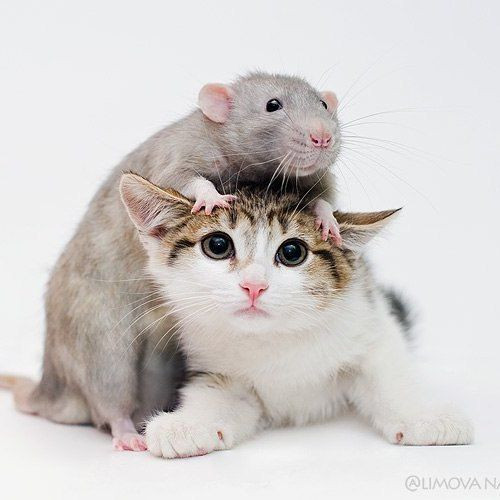 Con mèo hay kêu là con mèo bắt chuột tồi. (Tây Ban Nha).