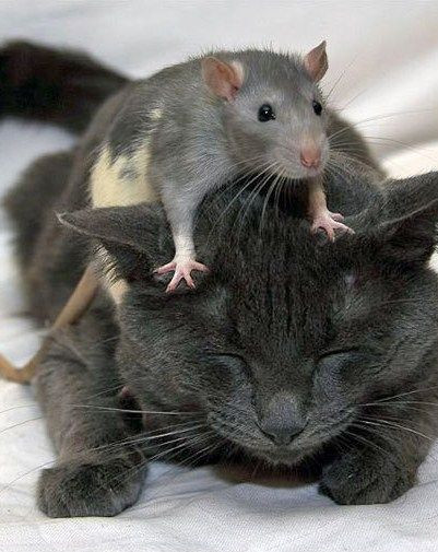 Mèo đeo găng tay thì không bắt được chuột. (Anh)