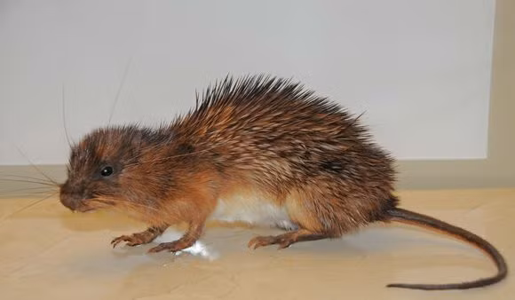 Trong thời chiến thì con chuột cũng trở thành con hổ. (Bangladesh)