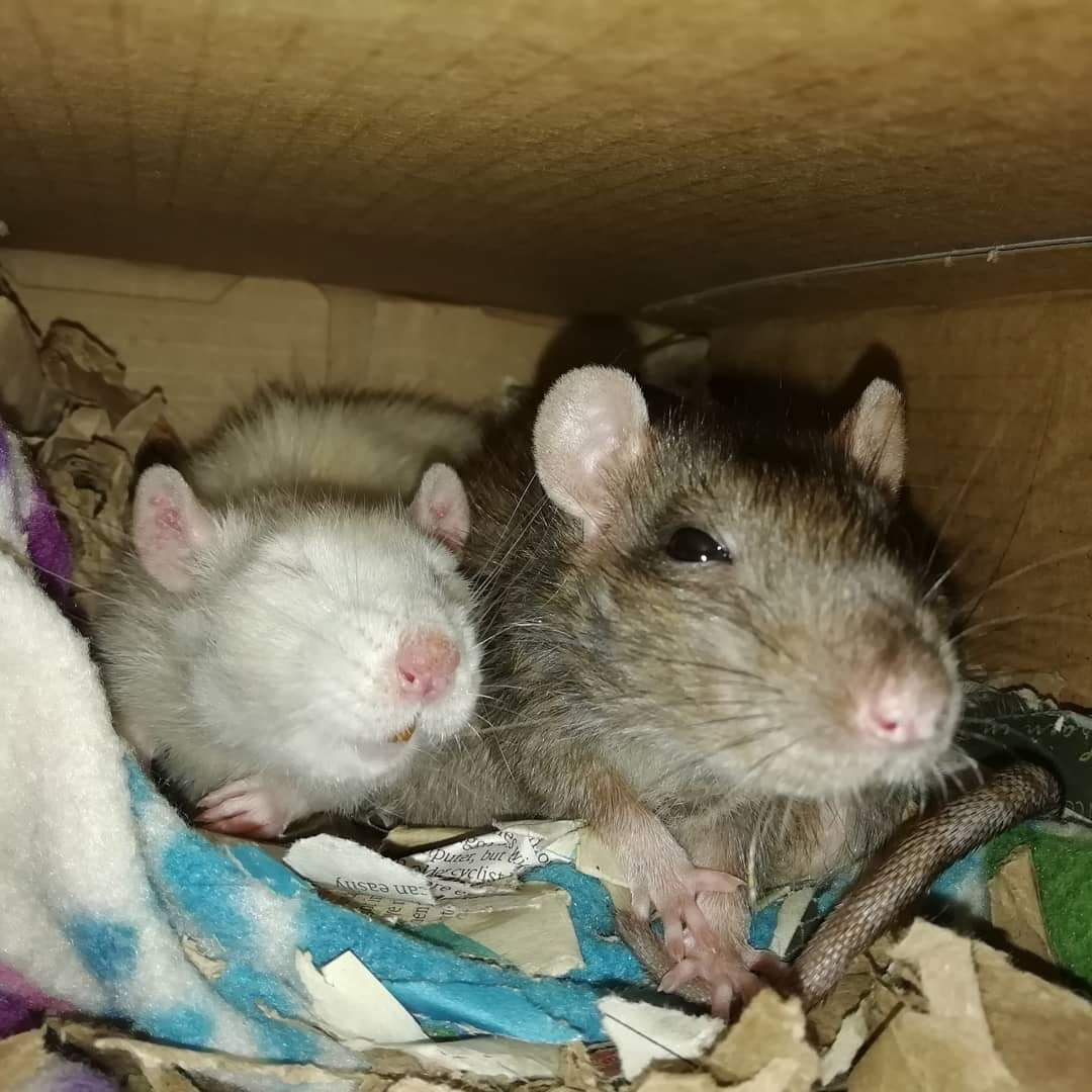 Ngay cả con chuột nhắt cũng là mạnh nếu nó ở trong hang của nó. (Geogria)