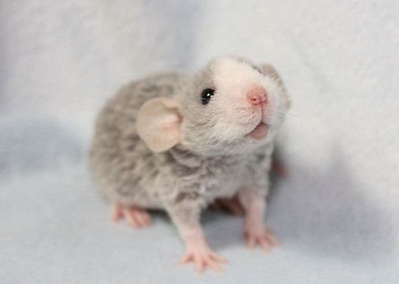 Con chuột nhắt còn sống tốt hơn con sư tử đã chết. (Turkmenistan)