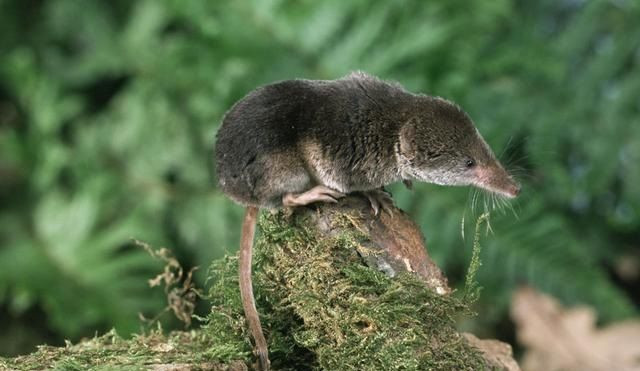 Trách móc những người ở bẩn: “Hôi như chuột chù”.