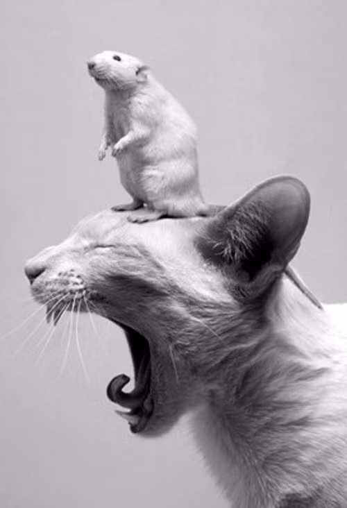 Cảnh báo những người không biết lượng sức mình: “Mèo nhỏ bắt chuột to”.