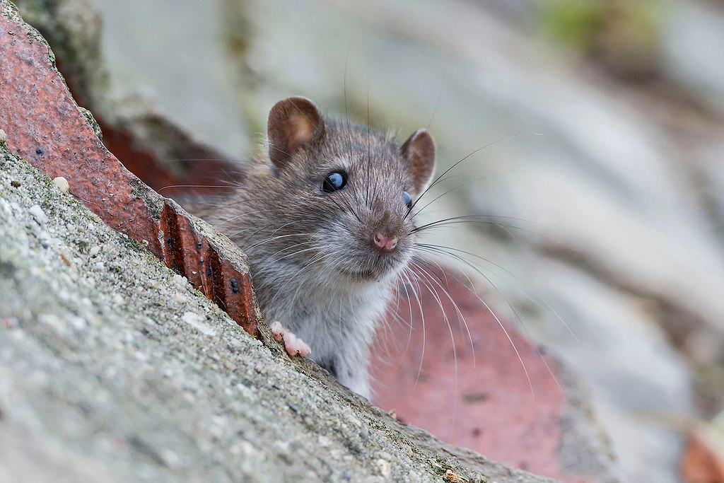 Phê phán thói phô trương sáo rỗng hoặc làm việc không đến nơi đến chốn, vô tích sự: “Đầu voi đuôi chuột”.
