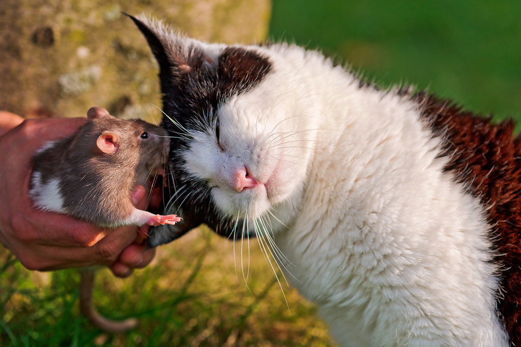 Lên án kẻ đạo đức giả: “Mèo già khóc chuột”. Mời quý độc giả xem video: Đi tìm Tết Việt. Nguồn: VTC14.