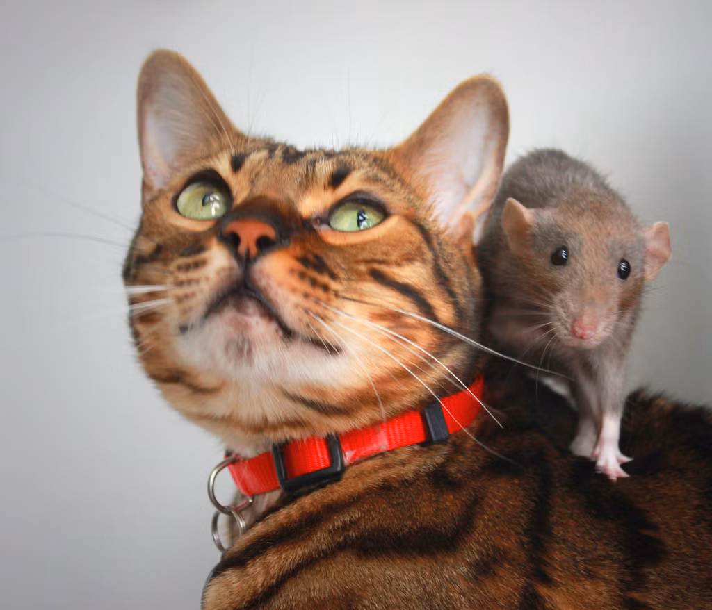 Nói về tình cảnh hết sức nguy hiểm của đời người: “Chuột sa cũi mèo”.