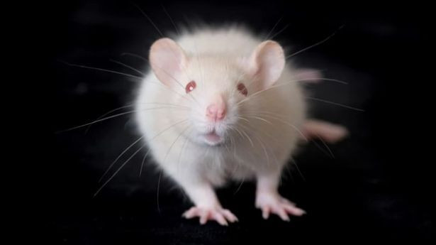 Theo thống kê, ngày nay loài chuột đã ngự trị các phòng thí nghiệm và chiếm gần 95% trong số các loài động vật thí nghiệm.