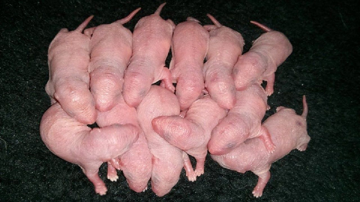 Trong văn hóa ẩm thực Trung Hoa, có một món ăn dùng chuột làm nguyên liệu đặc biệt nổi tiếng, tương truyền thời xưa Từ Hi Thái Hậu dùng để đãi khách quý, đó là món sâm thử, hay chuột sâm.