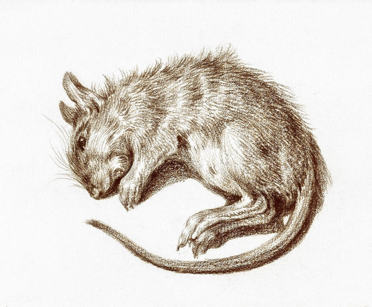 Nhưng kế hoạch này đã nhanh chóng kết thúc ngay từ trong trứng nước vì lô vũ khí chuột bom đầu tiên đã bị Đức Quốc xã phát hiện và tịch thu trước khi chúng được đem đi phát tán.