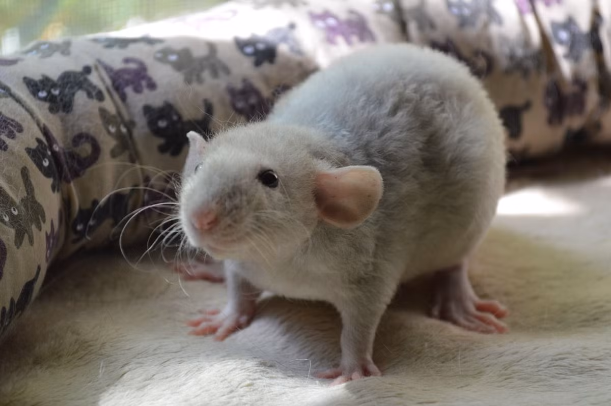 Theo tính toán của người Anh, "bom chuột" sẽ đạt được hiệu quả như mong đợi khi phát xít Đức ném những con chuột chết vào đống lửa để đốt xác bởi và gây ra một vụ nổ lớn.