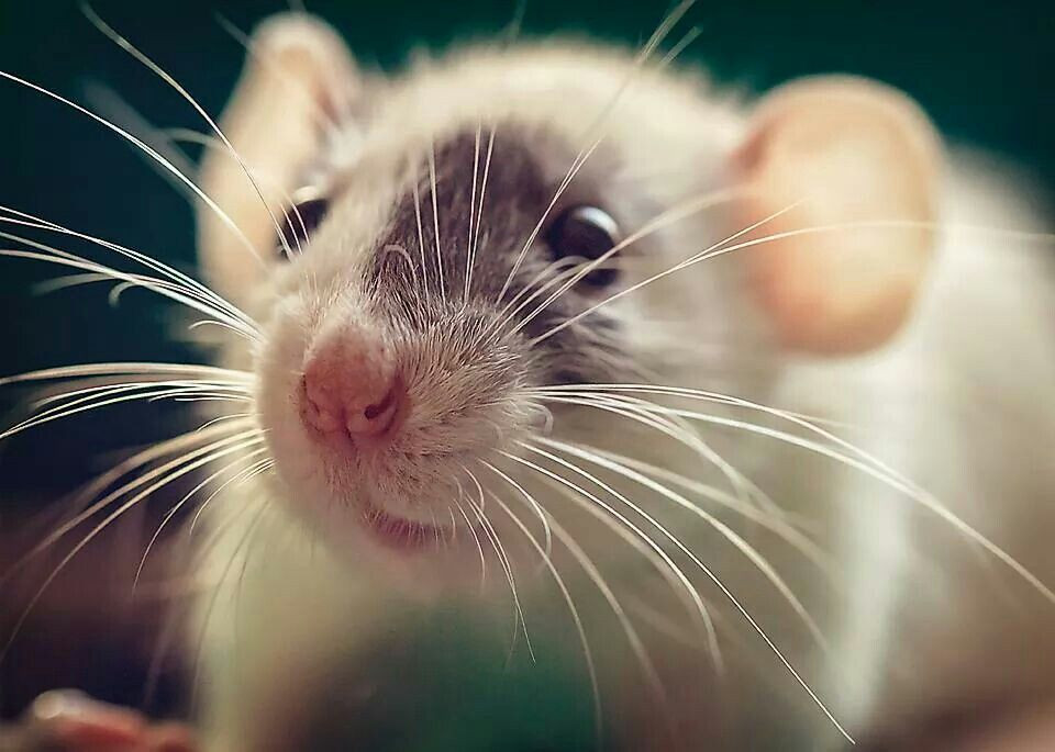 Nghe có vẻ khó tin, nhưng đánh bom bằng chuột (tức bom chuột) là một câu chuyện có thật đã từng được người Anh thực hiện trong thời Thế chiến II.