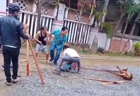 Nguoi di duong bi cho Pitbull lao ra can nat tay