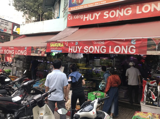 Từ chiều tối ngày 16/1 (22 tháng Chạp), nhiều tiệm bán cá cảnh trên đường Nguyễn Thông (quận 3), Đinh Tiên Hoàng (quận Bình Thạnh) tấp nập người dân chọn mua cá.