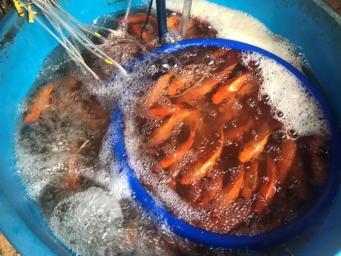 Tại các chợ thuộc một số quận vùng ven như Thủ Đức, quận 9... giá cá chép rẻ hơn rất nhiều, chỉ khoảng 5.000 đồng/con.