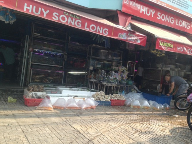 Cá chép phóng sinh được cho sẵn vào bịch bơm oxy. Khách hàng chỉ cần đến chọn là đem đi thả luôn. Thông thường người ta thường phòng sinh 3 con cá chép.