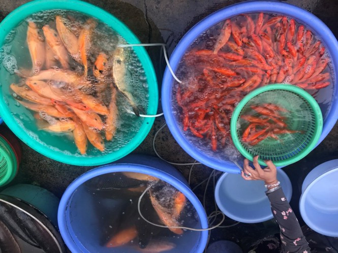 Một số chợ đông người Hoa sinh sống đã tập kết khá nhiều cá chép để phục vụ nhu cầu khách hàng như chợ Hòa Bình, chợ Thiếc (quận 5)... Cá chép năm nay có khá nhiều loại, loại nhỏ nhất bằng ngón tay cái khoảng 10.000 đồng/con, loại lớn hơn có giá 20.000-30.000 đồng/con, loại cá lớn sẽ được tính theo kg, mỗi ký là 100.000 đồng.