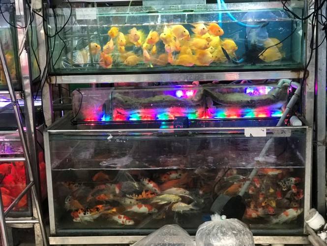 "Giá cá hôm nay rẻ hơn, chỉ bắt đầu sang 23 sẽ có giá khác, có thể cao hơn nên thường nhiều người sẽ lựa chọn cúng sớm để phóng sinh vào chiều 22", chị Thủy, chủ một hàng cá tại chợ Bà Chiểu, cho hay.