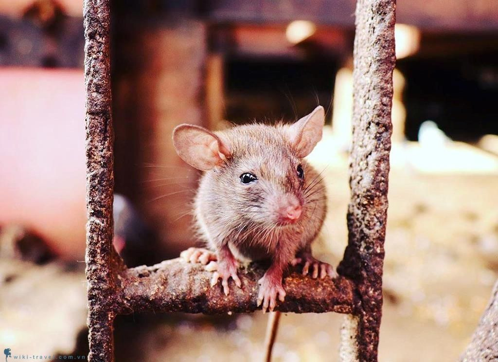 Mặc dù chuột được coi là nguồn gốc của nhiều dịch bệnh nguy hiểm, nhưng kể từ ngày ngôi đền tồn tại tới nay, chưa có bất cứ dịch bệnh nào xảy ra tại thị trấn. Người ta cho rằng chuột ở đền là chuột thiêng nên đã miễn nhiễm với dịch bệnh.