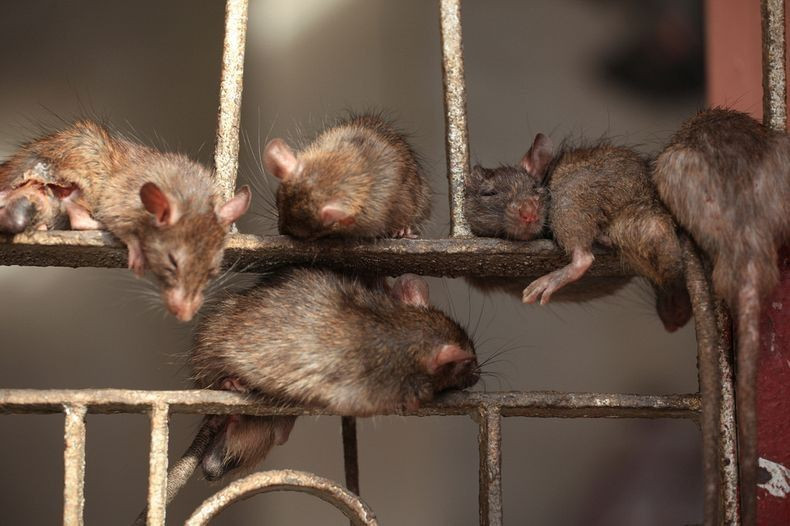 Theo truyền thống, nếu không may dẫm chết một con chuột, du khách phải bỏ tiền mua một con chuột bạc đặt trong đền để chuộc tội.