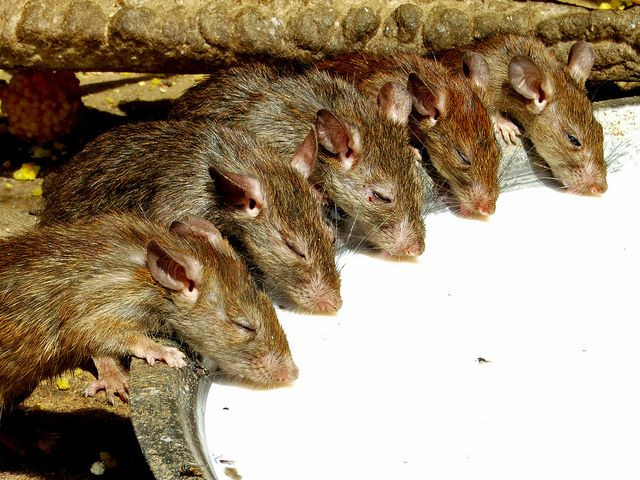 Ngày nay đền Karni Mata là một địa điểm du lịch rất nổi tiếng của Ấn Độ. Du khách quốc tế thường tìm tới đây với mong muốn ghi lại những hình ảnh khó quên trên hành trình khám phá đất nước Ấn Độ. Mời quý độc giả xem video: Đi tìm Tết Việt. Nguồn: VTC14.