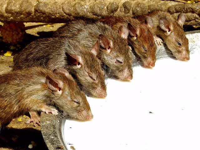 Ngày nay đền Karni Mata là một địa điểm du lịch rất nổi tiếng của Ấn Độ. Du khách quốc tế thường tìm tới đây với mong muốn ghi lại những hình ảnh khó quên trên hành trình khám phá đất nước Ấn Độ. Mời quý độc giả xem video: Đi tìm Tết Việt. Nguồn: VTC14.