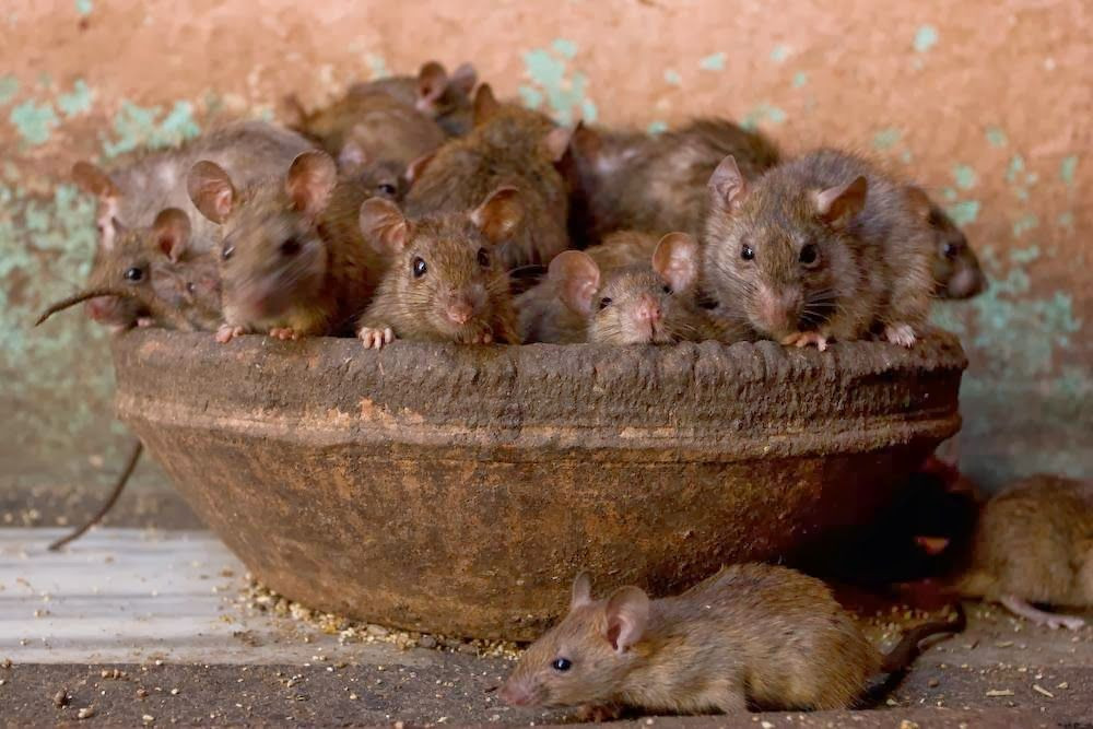 Người dân địa phương tin rằng, những con chuột được coi là sự hóa thân của nữ thần Karni Mata. Bởi vậy các tín đồ Hindu tới đây thường vuốt ve lũ chuột và cho chúng uống sữa.