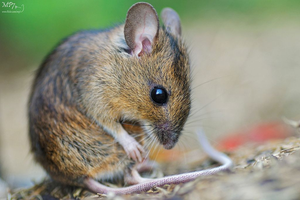 Người Anh tính toán rằng, khi nhìn thấy chuột chết, quân Đức sẽ ném chúng vào bếp lò để tiêu hủy, và điều này sẽ gây ra các vụ nổ lớn. Tiếc rằng kế hoạch này đã bị Đức Quốc xã phát hiện trước khi được triển khai.