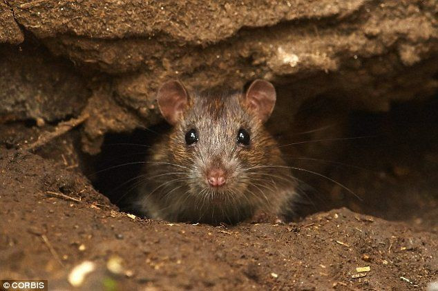 Khi rút lui về cố thủ ở miền Nam Italia, tàn quân của Genoa đã gây ra những trận dịch hạch khắp châu Âu...