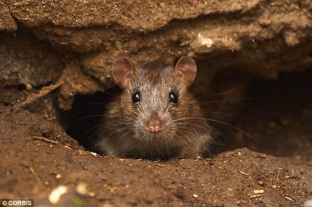 Khi rút lui về cố thủ ở miền Nam Italia, tàn quân của Genoa đã gây ra những trận dịch hạch khắp châu Âu...