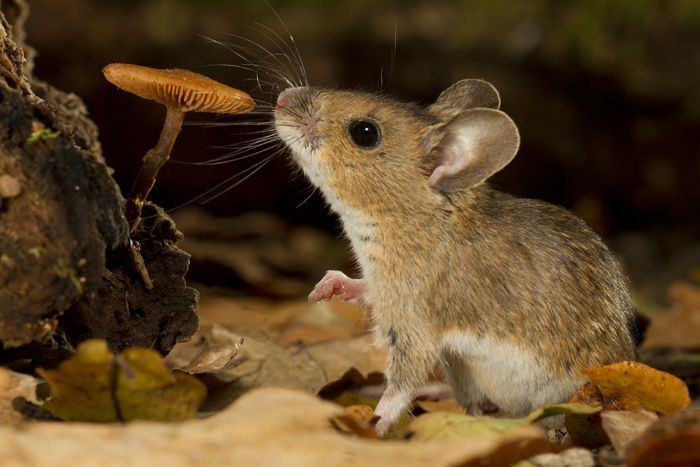 Đến thời Thế chiến II, quân đội Anh đã cố gắng biến chuột thành những quả bom để đánh phát xít Đức. Cụ thể, họ nhồi thuốc nổ vào xác chuột chết vào ném chúng vào khu vực các xưởng xản xuất vũ khí của Đức.