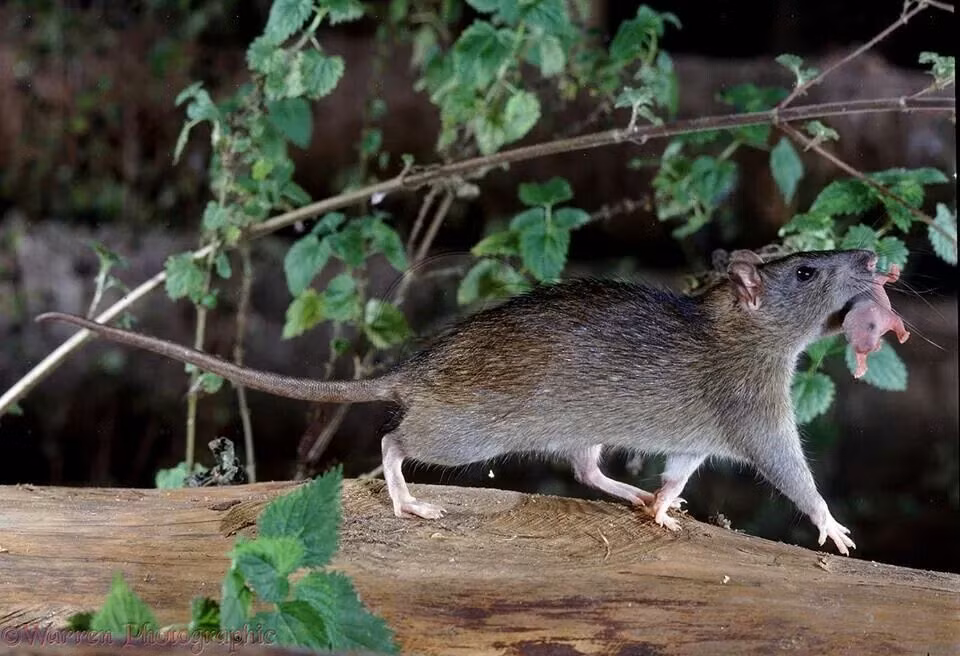 Vu khi chuot sieu dinh thoi chien co suc manh khung khiep the nao?-Hinh-2