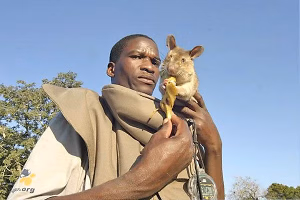 Những năm gần đây một công ty của Bỉ đã huấn luyện thành công những chú chuột Gambia của châu Phi để rà bom mìn. Chuột có cơ thể nhỏ nhắn và linh hoạt nên có lợi thế hơn chó khi tiếp cận những khu vực có cây cối rậm rạp hay có địa hình hiểm trở.