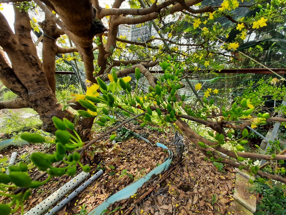 Với tuổi đời khủng 2 thế kỷ của mình, mỗi lần nở hơn triệu bông, mỗi chùm phải gần chục bông lớn nhỏ. Năm Canh Tý này cây sẽ trổ rộ vào 3 ngày đầu năm, những ngày cuối năm cây đã trổ ra lác đác chuẩn bị đón chào một năm mới. Ảnh: P.T