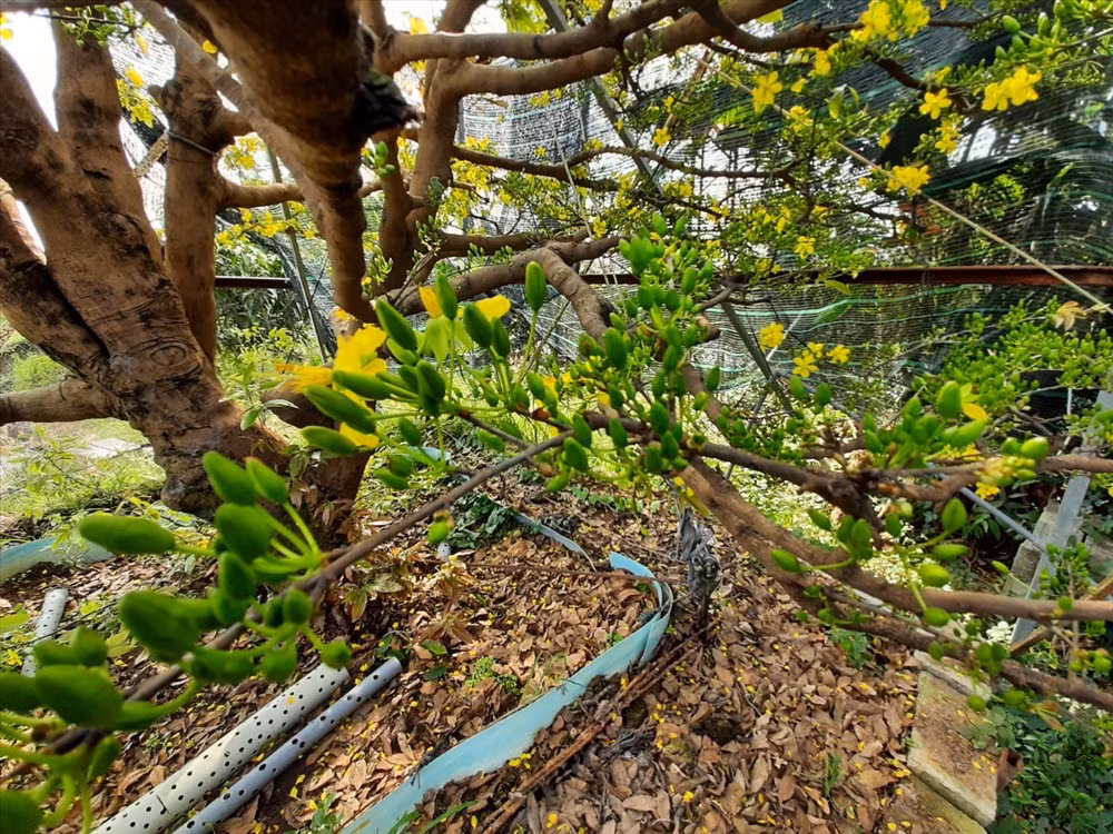 Với tuổi đời khủng 2 thế kỷ của mình, mỗi lần nở hơn triệu bông, mỗi chùm phải gần chục bông lớn nhỏ. Năm Canh Tý này cây sẽ trổ rộ vào 3 ngày đầu năm, những ngày cuối năm cây đã trổ ra lác đác chuẩn bị đón chào một năm mới. Ảnh: P.T