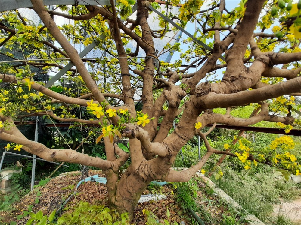  Cây mai 200 tuổi được anh Võ Liên Xô (TP. Long Xuyên, An Giang) mua lại từ một gia đình ở huyện Phú Tân, tỉnh An Giang cách đây 2 năm. Anh Xô cho biết: Để mua được cây mai này anh đã cất công đến gặp chủ nhân rất nhiều lần và phải thuyết phục gần 3 tháng ròng họ mới đồng ý bán lại cho anh. Ảnh: P.T