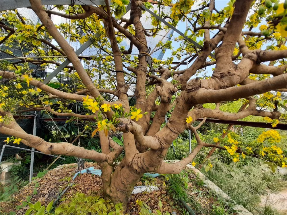  Cây mai 200 tuổi được anh Võ Liên Xô (TP. Long Xuyên, An Giang) mua lại từ một gia đình ở huyện Phú Tân, tỉnh An Giang cách đây 2 năm. Anh Xô cho biết: Để mua được cây mai này anh đã cất công đến gặp chủ nhân rất nhiều lần và phải thuyết phục gần 3 tháng ròng họ mới đồng ý bán lại cho anh. Ảnh: P.T