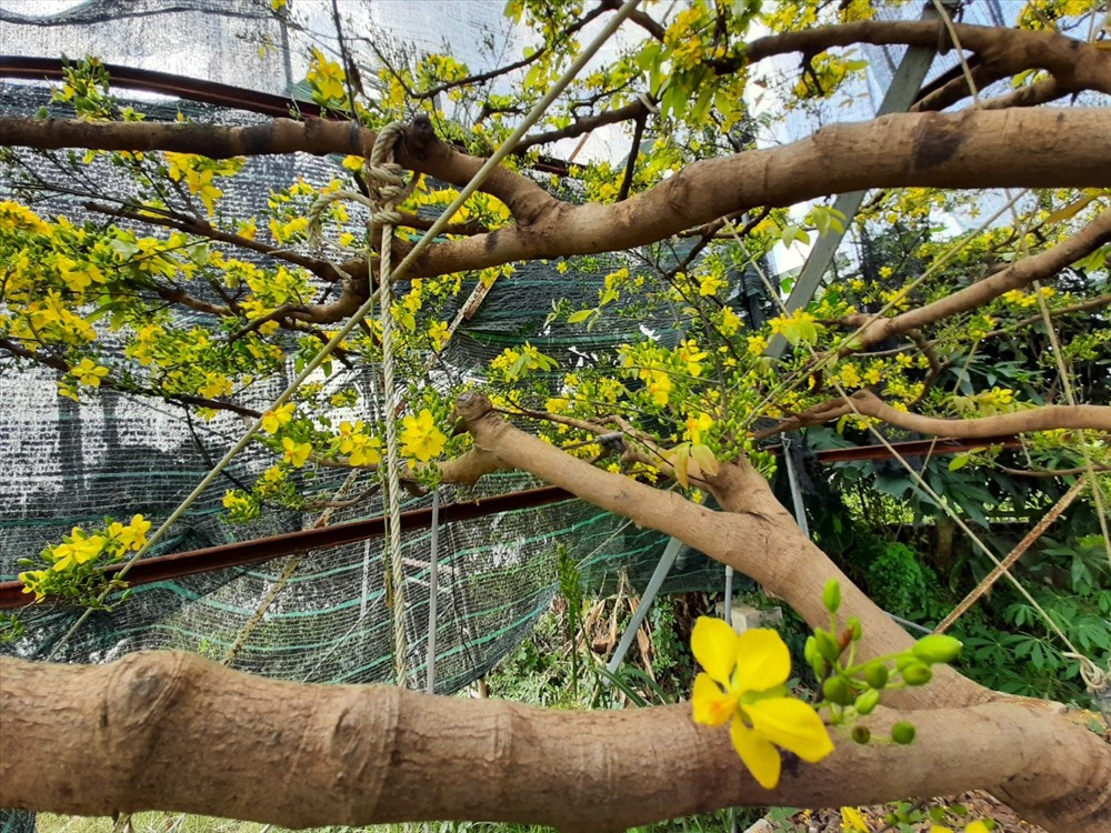 Những nhánh chính rộng hơn 60cm và có hơn 5 nhánh rất đều và cứng cáp. Ảnh: P.T