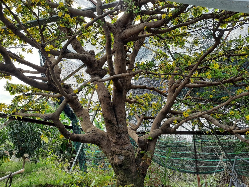 Cây mai này có bề hoành 1,2m, cao hơn 5m, tán rộng 5m. Ảnh: P.T