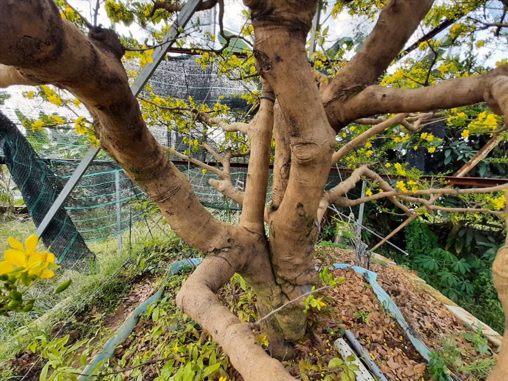 Anh Xô cho biết: Cách đây vài tháng có một "đại gia" trong tỉnh đến hỏi mua với giá 2,5 tỉ đồng nhưng anh chưa bán. Anh chia sẻ, cây mai 200 năm tuổi này có giá không dưới 3 tỉ đồng và hiện tại anh cũng chưa muốn bán. Ảnh: P.T