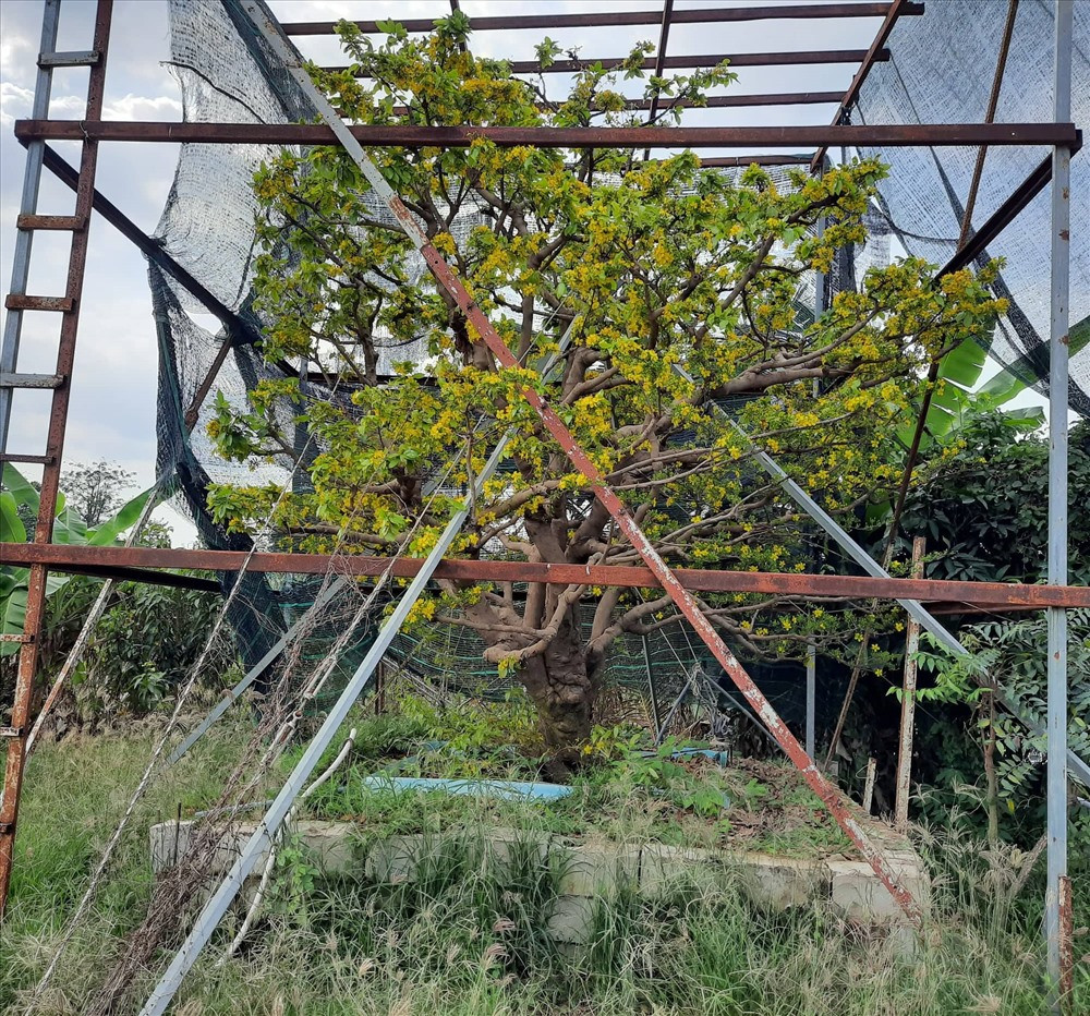 Cây mai này được trồng giữa ruộng lúa của nông dân vì thế khi lần đầu gặp ở khoảng cách xa vài trăm mét, anh không nhận ra đấy là cây mai mà cứ nghĩ là cây gáo. Cũng bởi độ khủng của cây mai cả về độ tuổi và kích thước nên anh Xô phải dựng khung sắt rộng 5m, cao 6m để bảo vệ cây mùa mưa bão. Ảnh: P.T