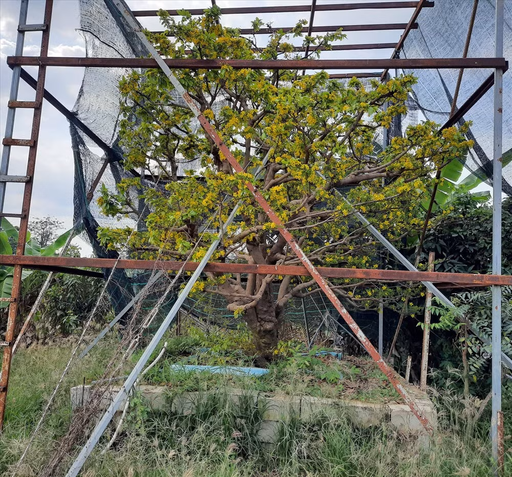 Cây mai này được trồng giữa ruộng lúa của nông dân vì thế khi lần đầu gặp ở khoảng cách xa vài trăm mét, anh không nhận ra đấy là cây mai mà cứ nghĩ là cây gáo. Cũng bởi độ khủng của cây mai cả về độ tuổi và kích thước nên anh Xô phải dựng khung sắt rộng 5m, cao 6m để bảo vệ cây mùa mưa bão. Ảnh: P.T