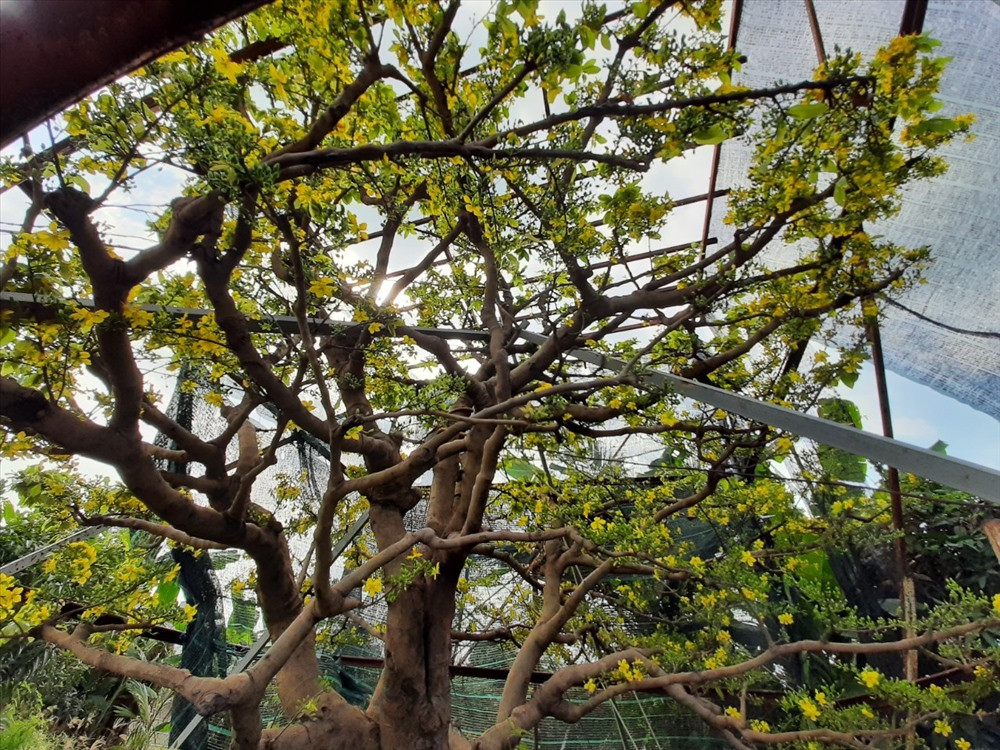 Do cây lúc đầu quá lớn nên phải mời cả đội "thần đèn" 6 người chuyên dời nhà đến để đào và di chuyển cây mai đi. Phải dùng cả máy cẩu lên sà lan để chở về chứ không thể vận chuyển bằng xe tải được. Ảnh: P.T