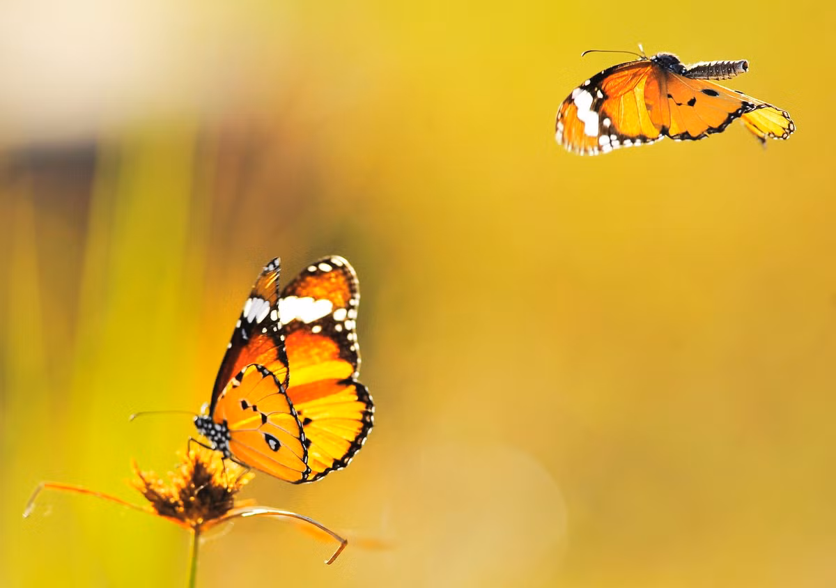 Ai sinh ngay Am lich nay ca doi khong noi suong, ve gia sung tuc