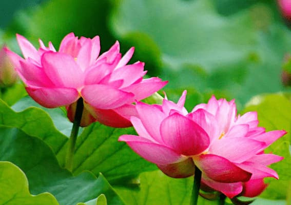 Nguoi co bon diem lanh nay la nguoi co phuoc bau-Hinh-2