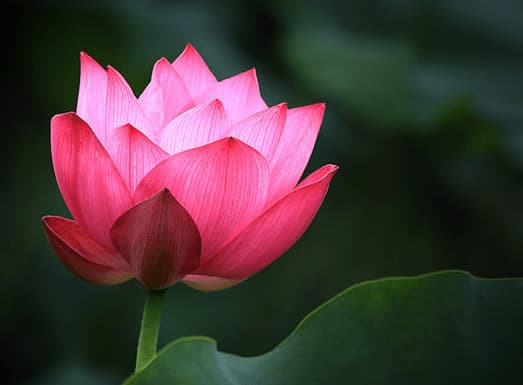 Nguoi co bon diem lanh nay la nguoi co phuoc bau